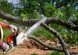 Best Tree Preservation Services  in Urbancrest, OH