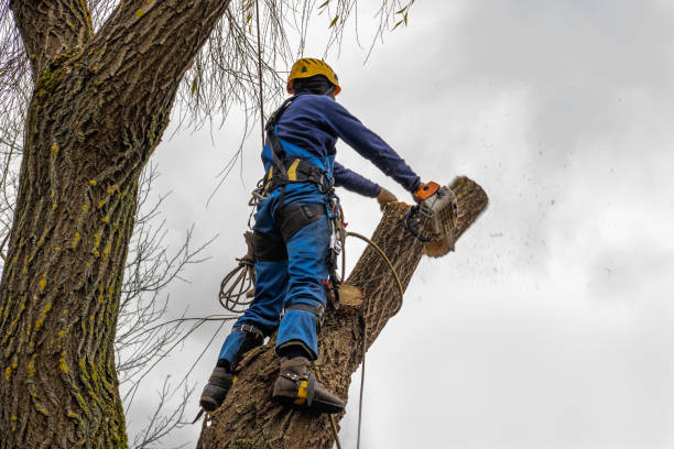 Best Leaf Removal  in Urbancrest, OH