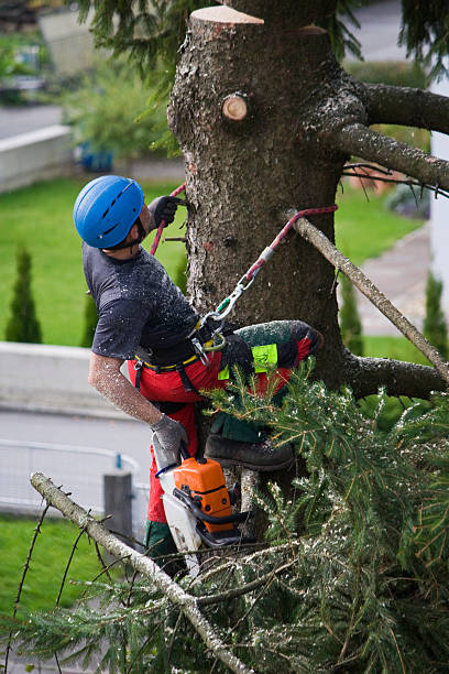  Urbancrest, OH Tree Services Pros