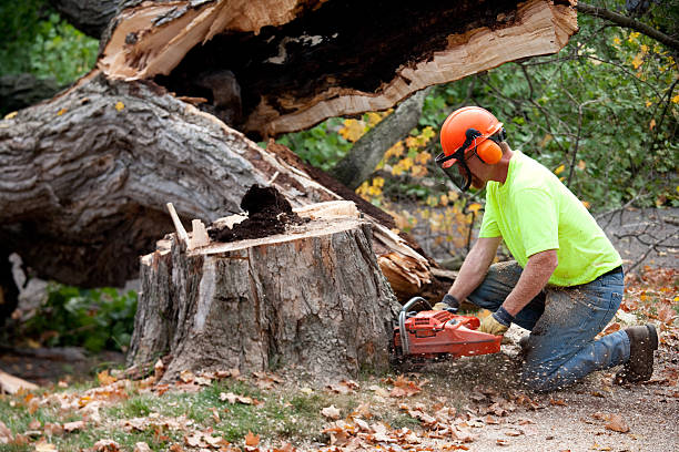 Best Stump Grinding and Removal  in Urbancrest, OH