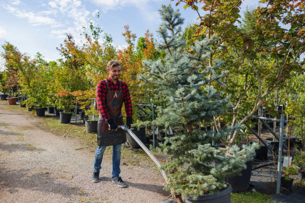 How Our Tree Care Process Works  in  Urbancrest, OH